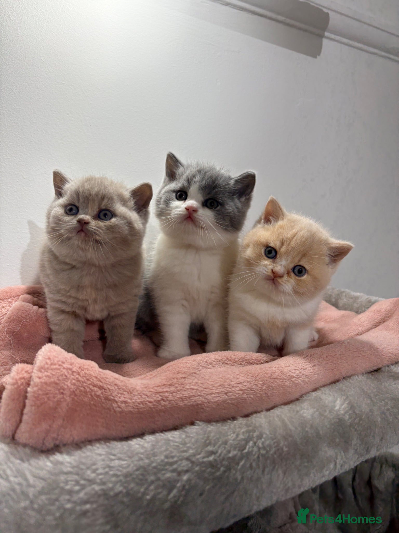 British Shorthair cats 3 BEAUTIFUL BRITISH SHORTHAIR KITTENS AVAILABLE 🐾 - Advert 1