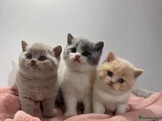British Shorthair cats 3 BEAUTIFUL BRITISH SHORTHAIR KITTENS AVAILABLE 🐾 - Advert 1