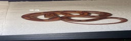 Corn Snake reptiles for sale: corn snakes needing good homes - Advert 3