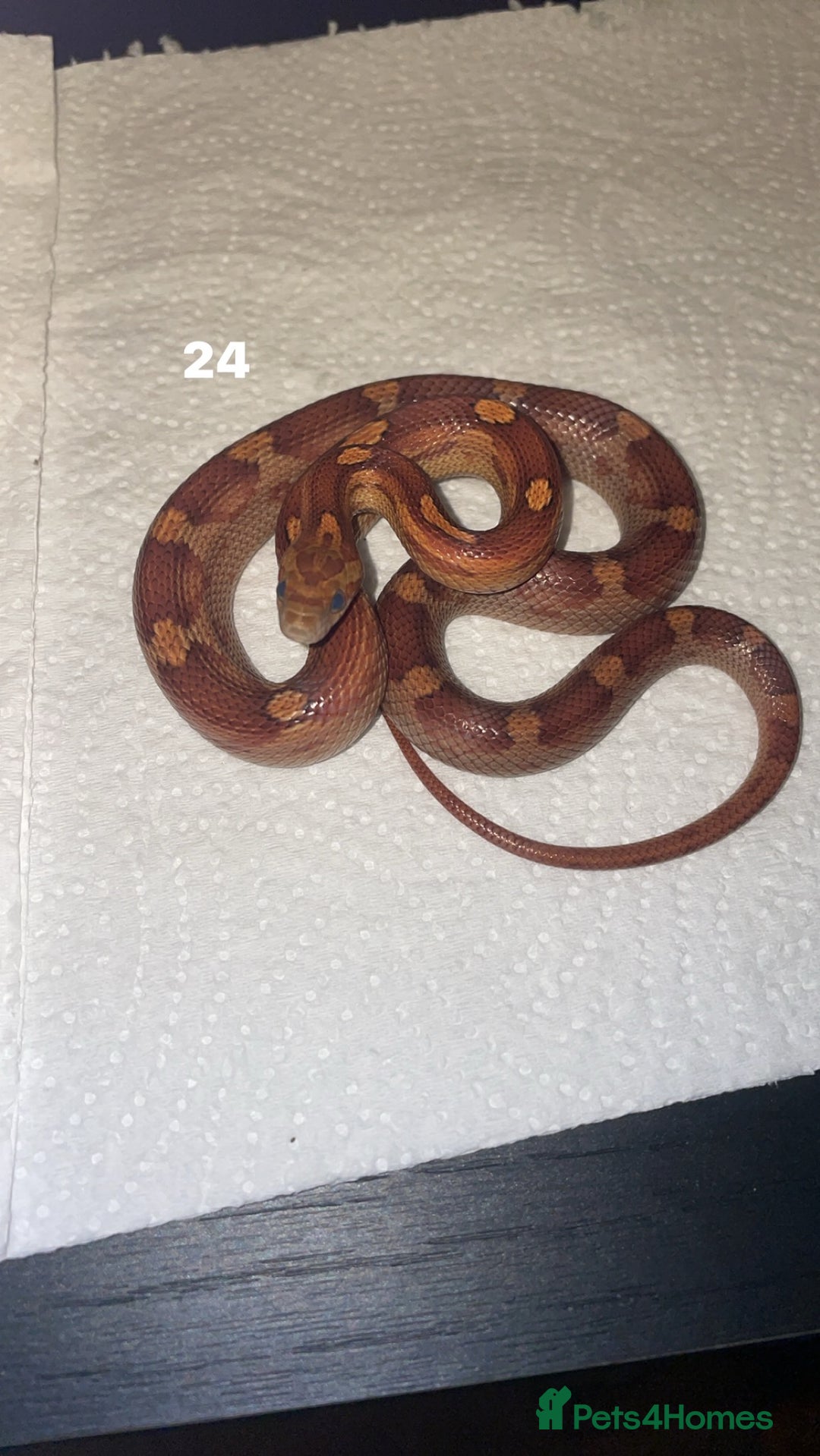 Corn Snake reptiles for sale: corn snakes needing good homes - Advert 3