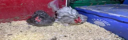 Chickens poultry for sale: Pekin pullets  - Advert 7