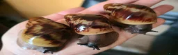 Snails invertebrates for sale: Archachatina Marginata Ovum - Healthy Baby Snails - Advert 3