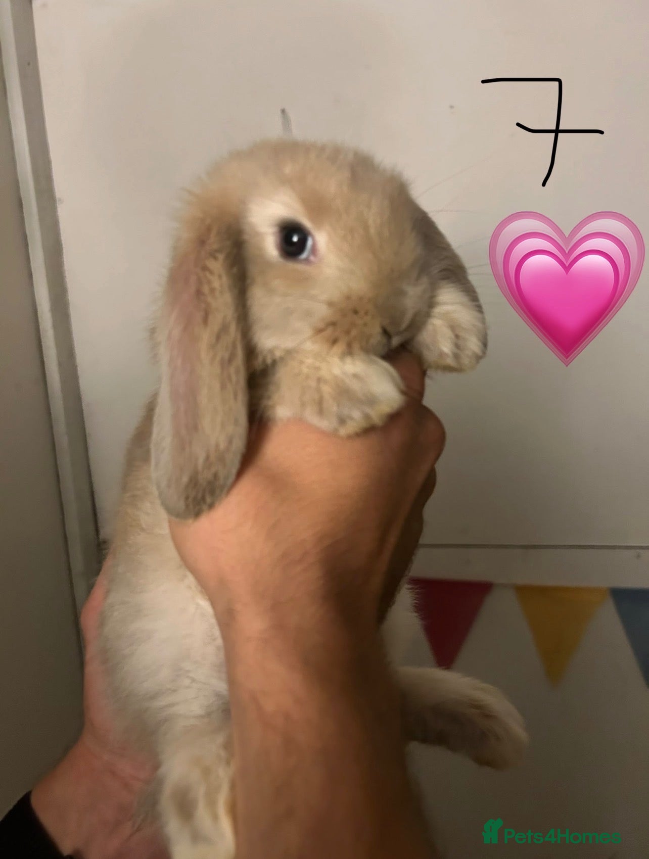French Lop rabbits Pure Bred French Lop Babies.  - Advert 2