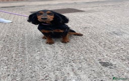 Cockapoo dogs for sale: Beautiful merle puppy’s available  - Image 11