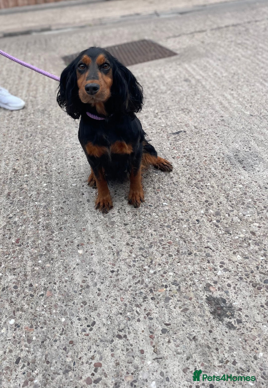 Cockapoo dogs for sale: Beautiful merle puppy’s available  - Image 11