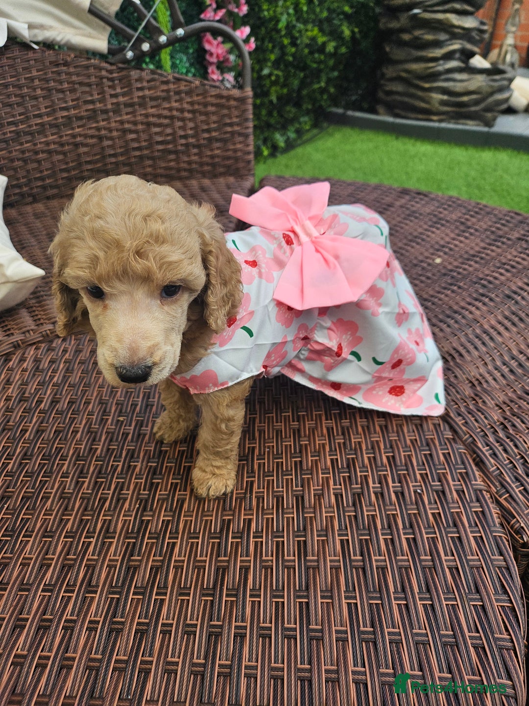 Standard Poodle dogs for sale: REDUCED TODAY!! Last 2 boys 1 cream 1 BLACK 😍  - Image 17