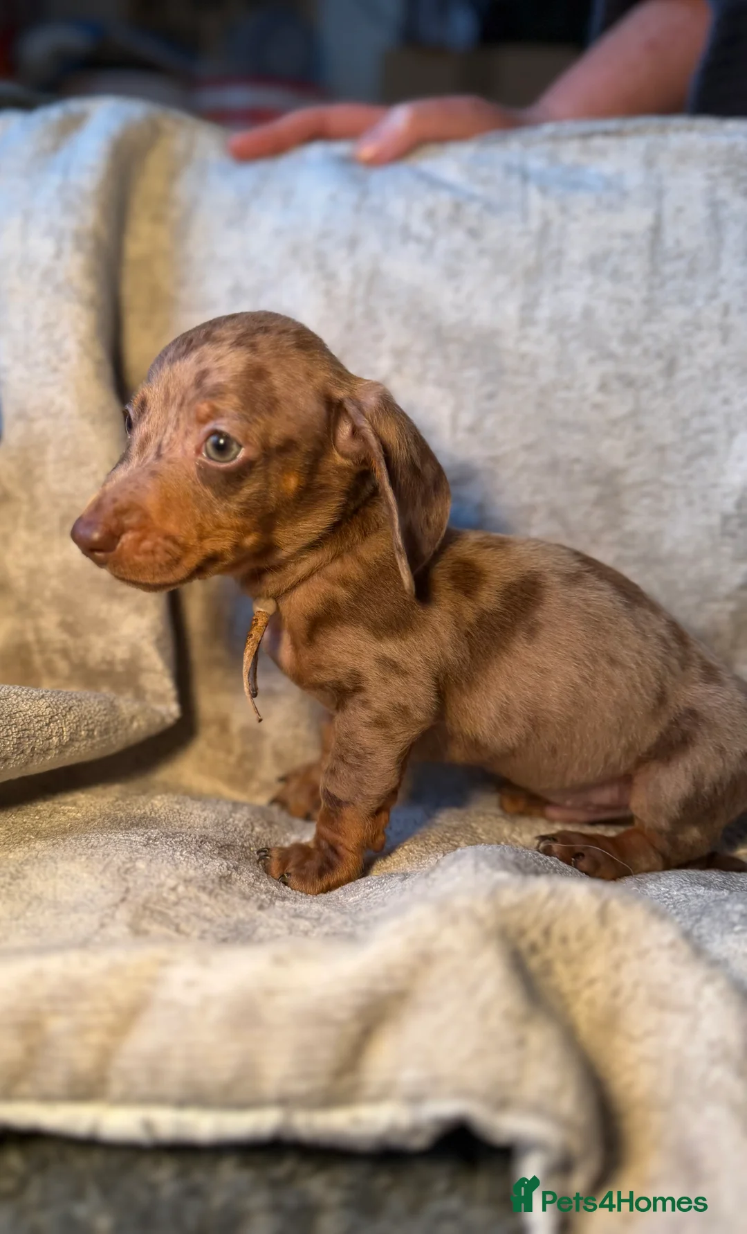 Miniature Dachshund dogs for sale: KC Reg Miniature Dachshunds Dapple Isabella    - Advert 8