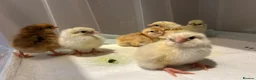 Chickens poultry for sale: 5 day old hybrid chicks - Advert 6