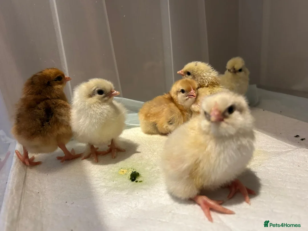 Chickens poultry for sale: 5 day old hybrid chicks - Advert 6