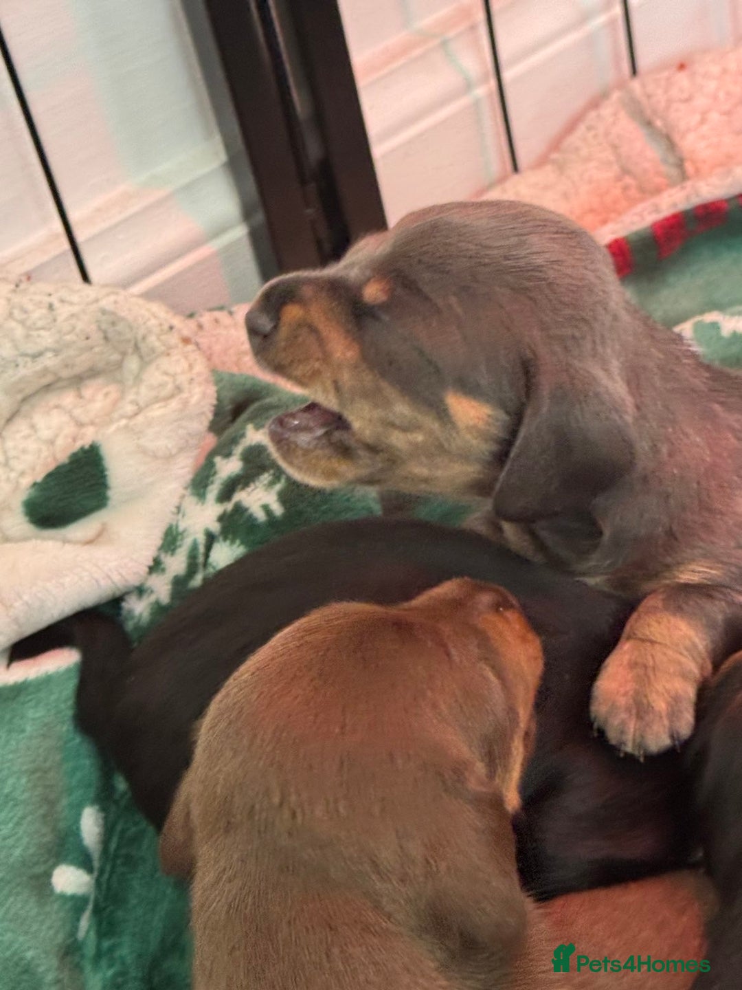 Miniature Dachshund dogs for sale: FOR SALE *Miniature dachshund puppies*  - Image 14