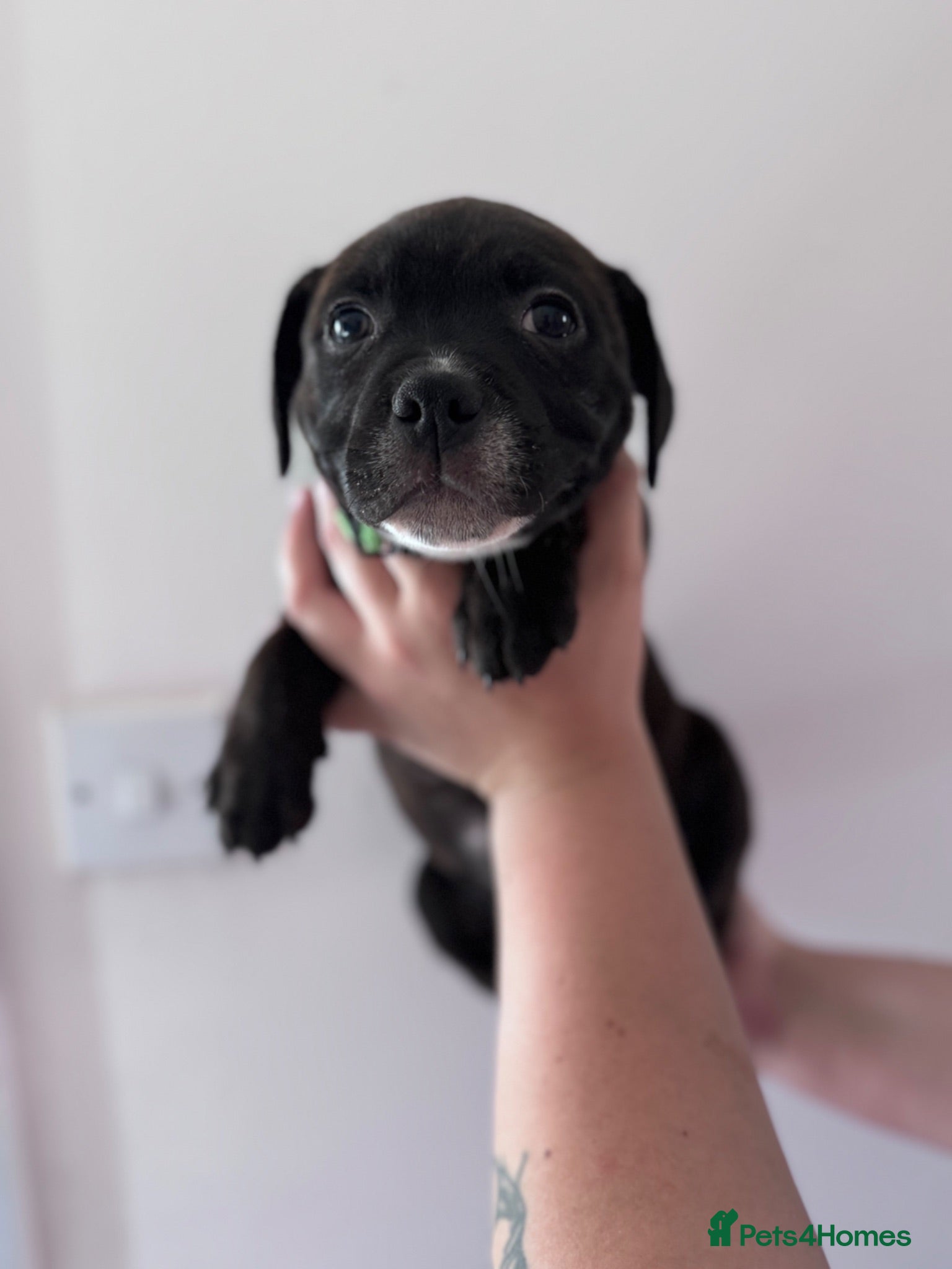 Staffordshire Bull Terrier dogs KC Staffordshire Bull Terrier - Advert 4