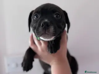 Staffordshire Bull Terrier dogs KC Staffordshire Bull Terrier - Advert 4