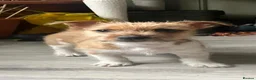 Jack Russell dogs for sale: 1 Female Jack Russell Pup in Liverpool - Advert 1