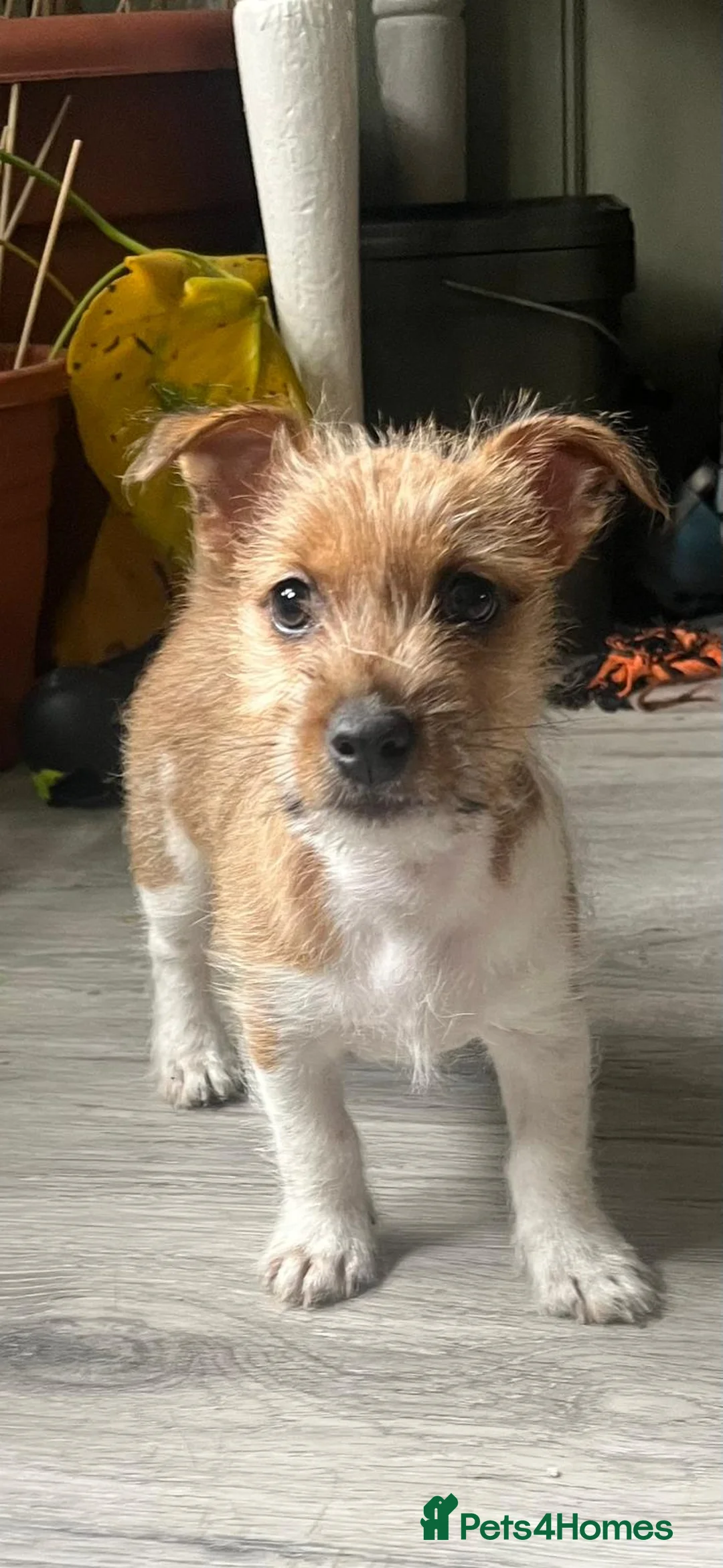 Jack Russell dogs for sale: 1 Female Jack Russell Pup in Liverpool - Advert 1