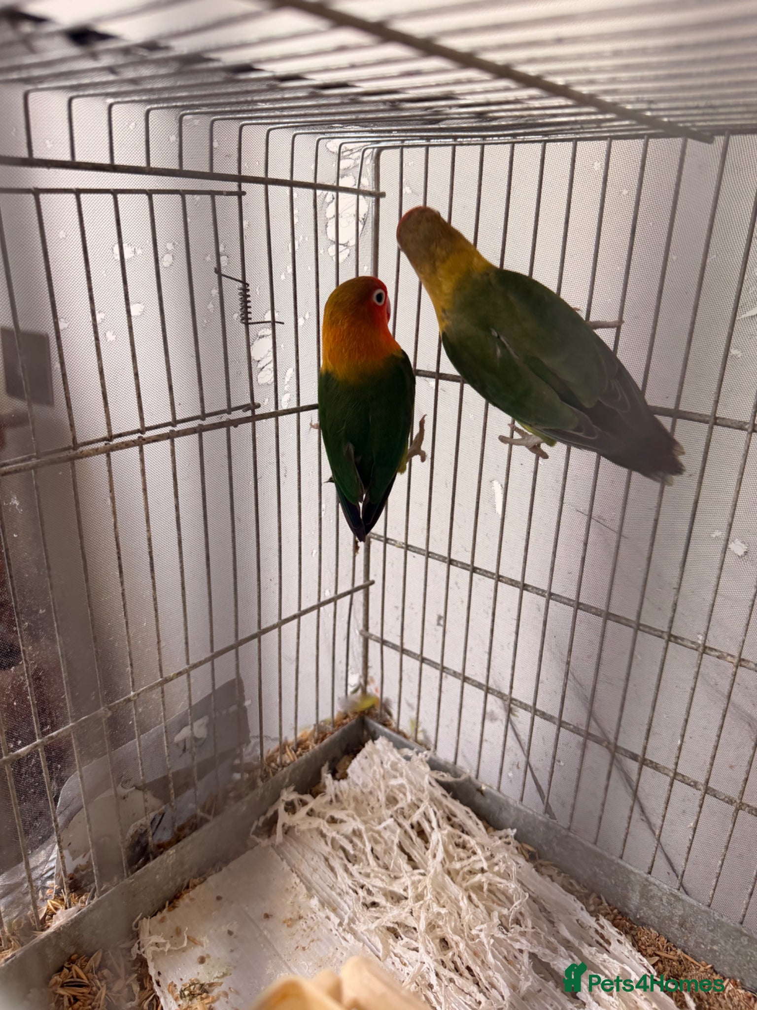 Lovebirds birds Lovely birds for sale - Advert 2