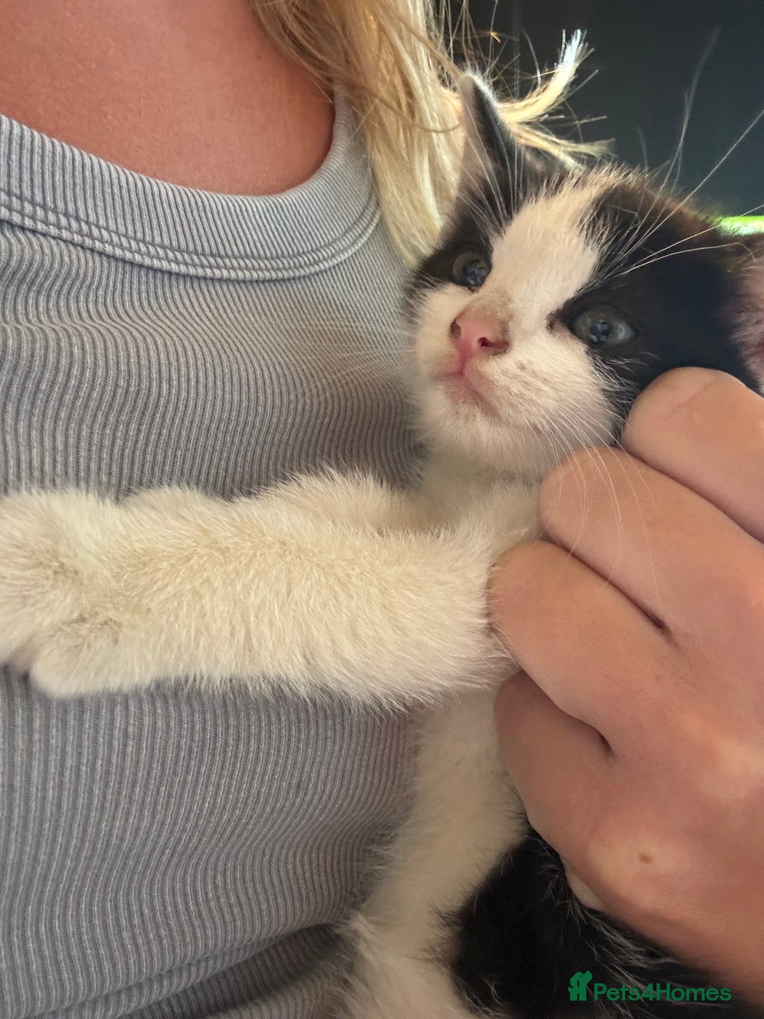 Mixed Breed cats for sale: Two beautiful fluffy girls kittens  - Image 11