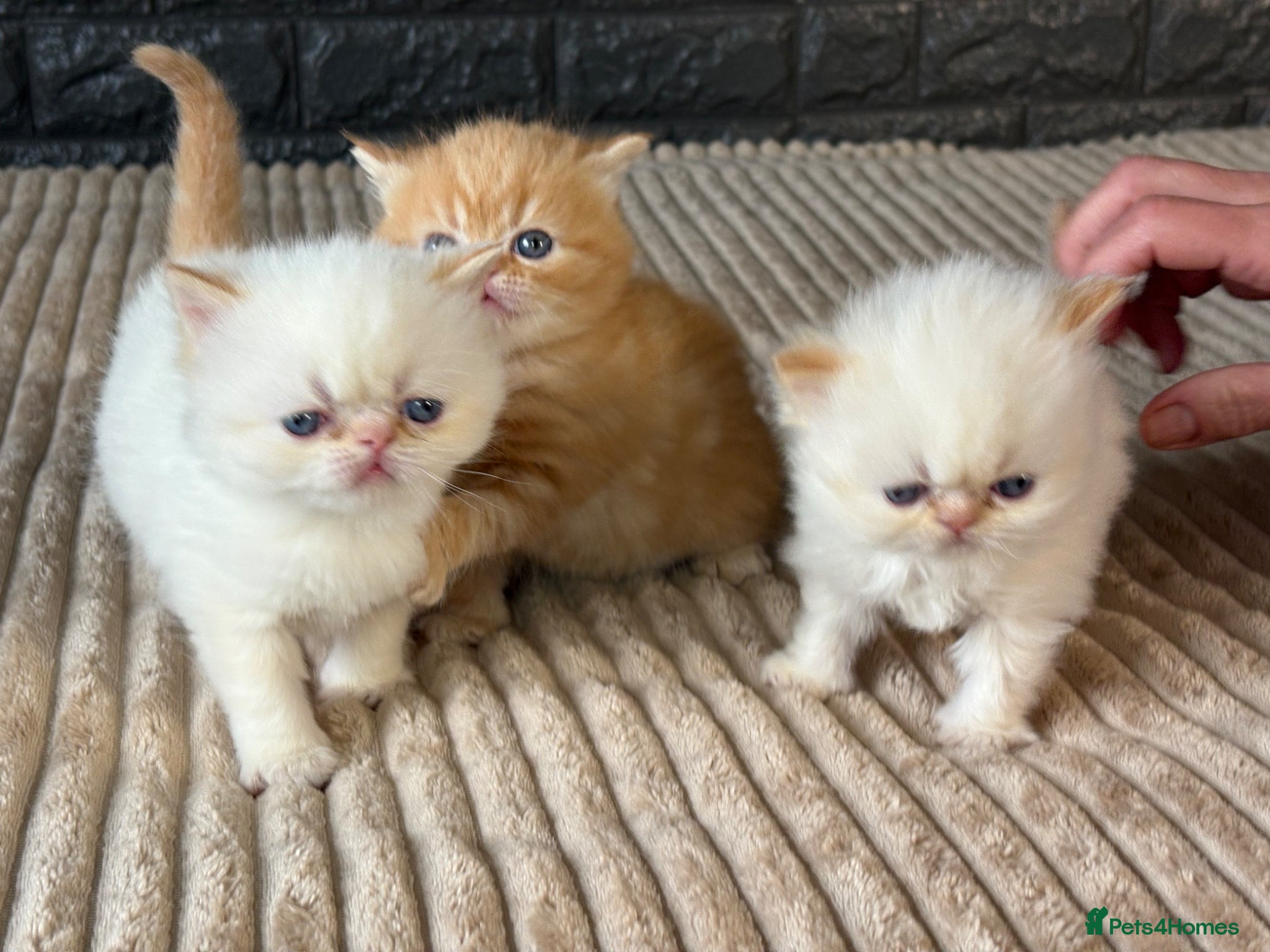 Exotic cats Stunning Exotic x Persian kittens - Advert 1