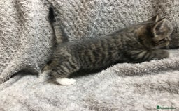 Mixed Breed cats for sale: Gorgeous Tabby kittens 7 weeks old  - Image 11