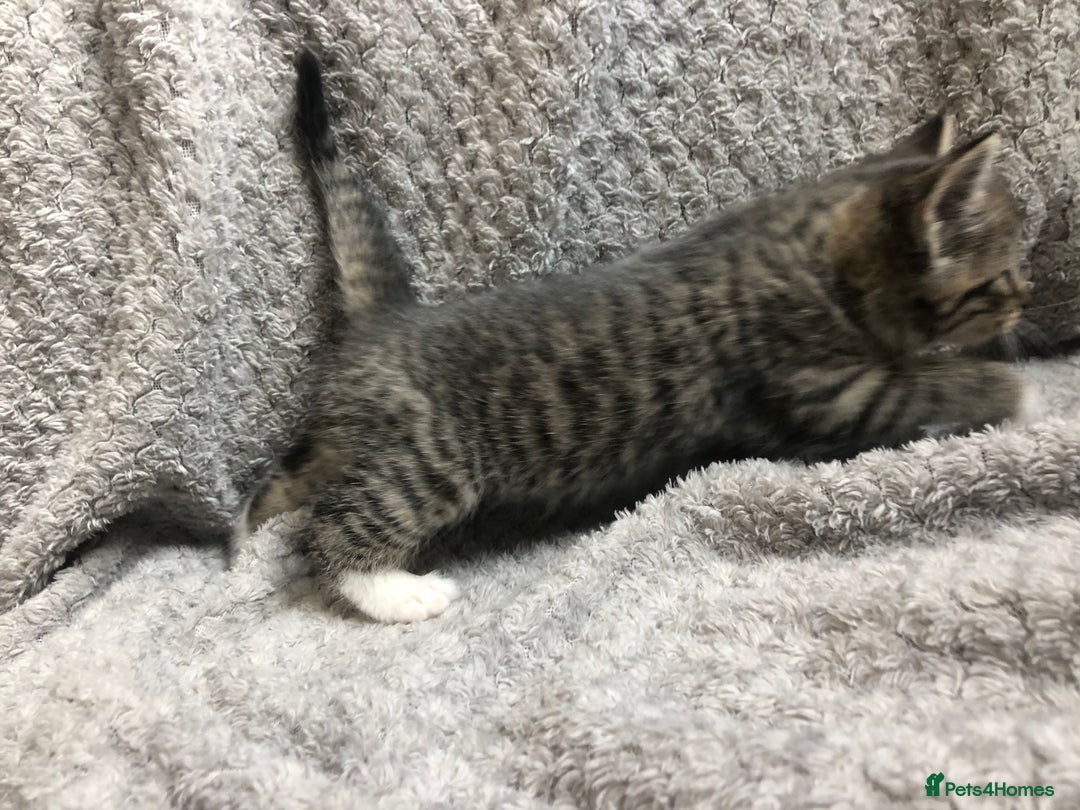 Mixed Breed cats for sale: Gorgeous Tabby kittens 7 weeks old  - Image 11