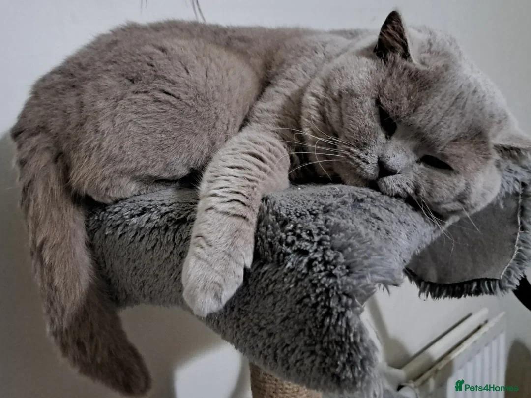 British Shorthair cats for sale: 2 Gorgeous BSH kittens - Image 6