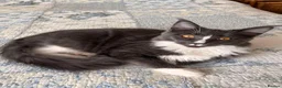 Mixed Breed cats for sale: Beautiful Maine Coon Mix Kittens in Boston - Advert 3