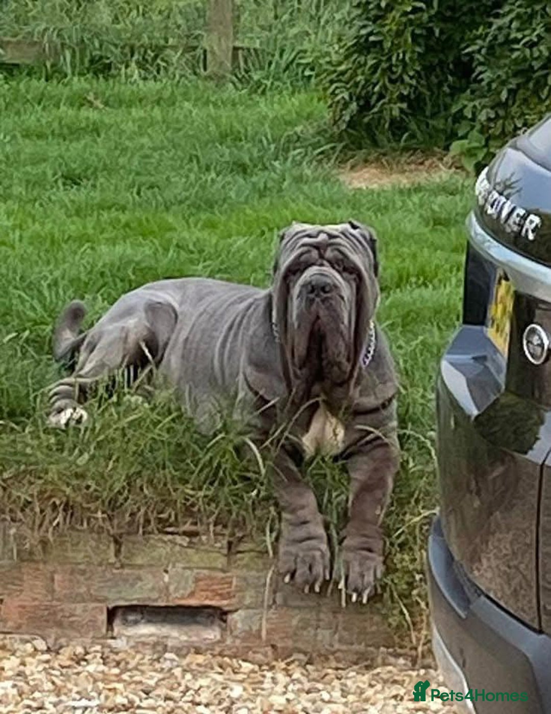 Neapolitan Mastiff dogs for sale: Makaevo Puppies - Advert 10