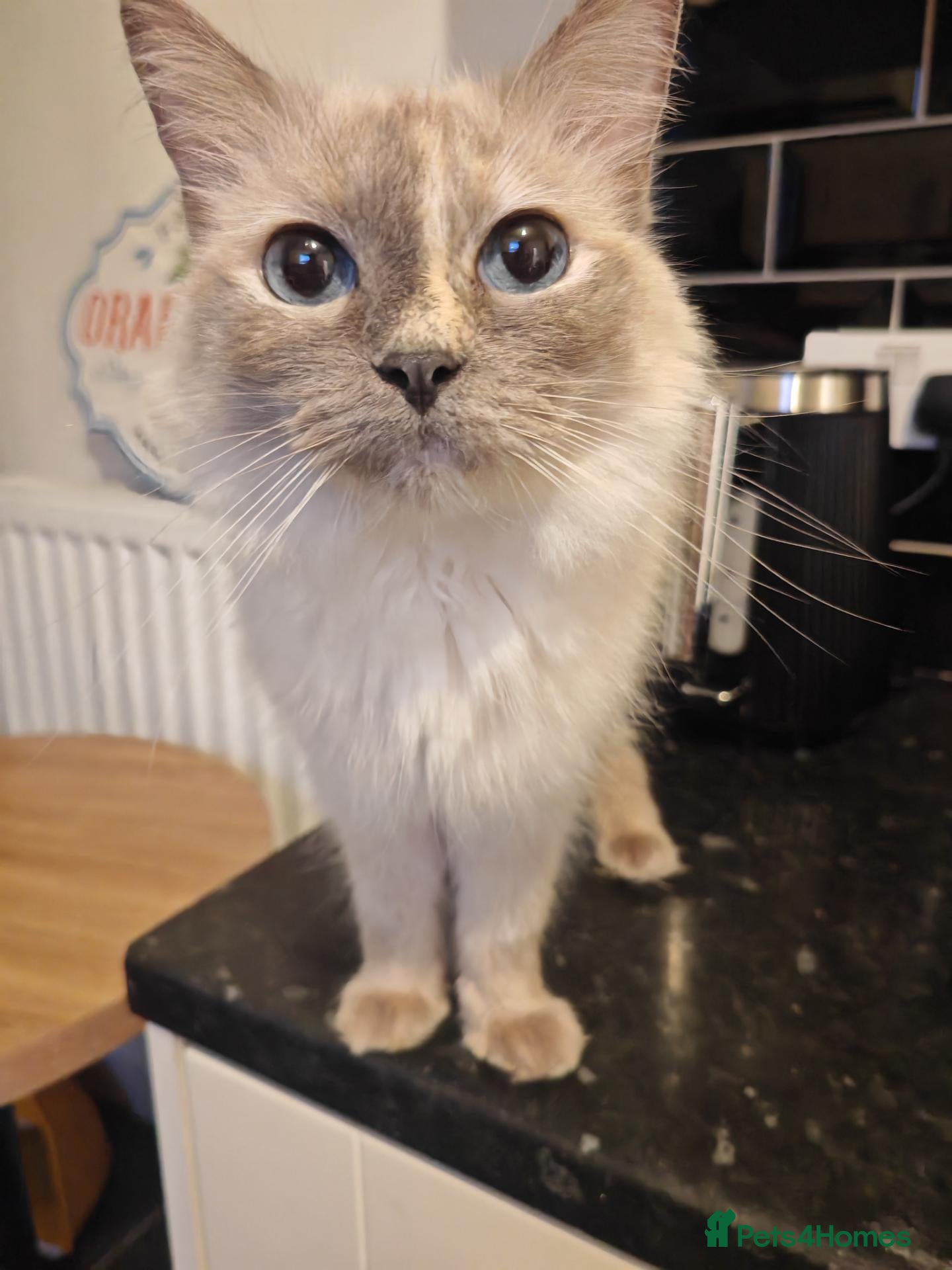 Ragdoll cats Ragdoll cross kittens long haired stunning litter  - Advert 1