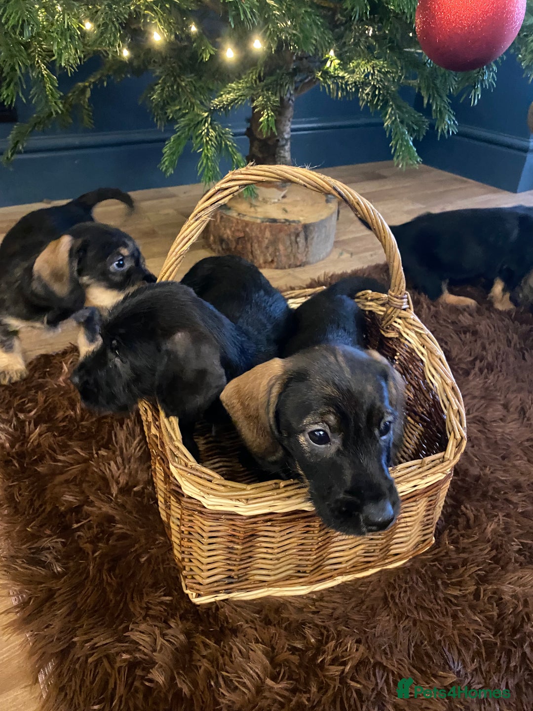 Mixed Breed dogs for sale: For Sale German wire haired pointer  x dashound  - Advert 14