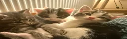 Mixed Breed cats for sale: Beautiful Female Kittens – Ready to Leave 19/06 in Holt - Advert 18