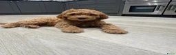 Goldendoodle dogs for sale: Outstanding Goldendoodles - Advert 15