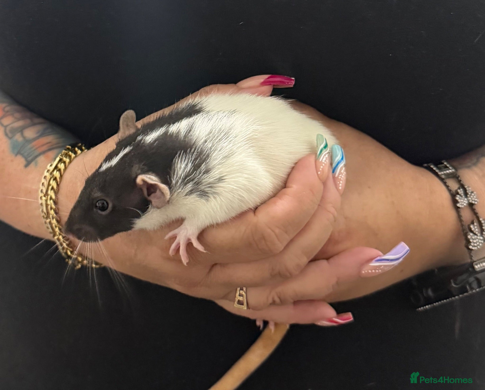 Rat rodents Beautiful Dumbo rats 3 girls and 6 boys available  - Advert 2