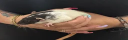 Rat rodents for sale: Beautiful Dumbo rats 3 girls and 6 boys available  - Advert 2