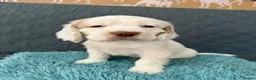 Clumber Spaniel dogs for sale: Kc Registered Clumber Spaniels - Advert 14