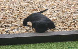 Sprocker dogs for sale: SPROCKER PUPPIES  - Image 5
