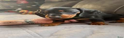 Miniature Dachshund dogs for sale: 3 Mini Daxi Puppies ready to leave - Advert 19