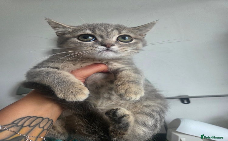 British Shorthair cats - Advert 8