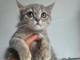 British Shorthair cats - Advert 3