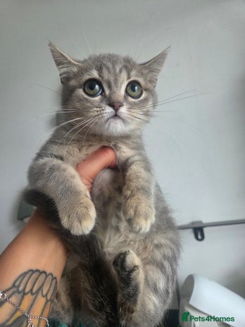 British Shorthair cats - Advert 2
