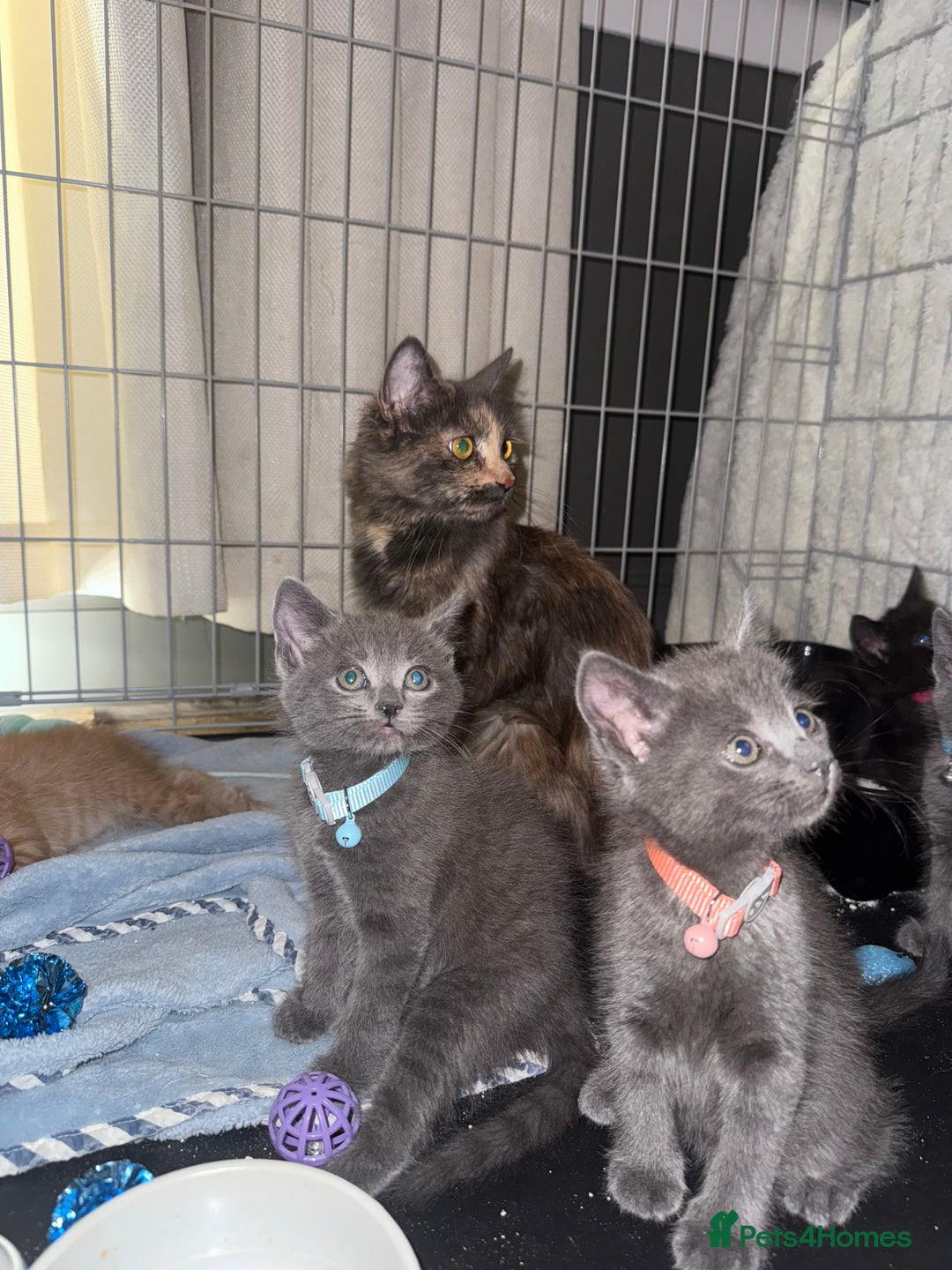 Mixed Breed cats for sale: Beautiful mix breed kittens  - Image 10
