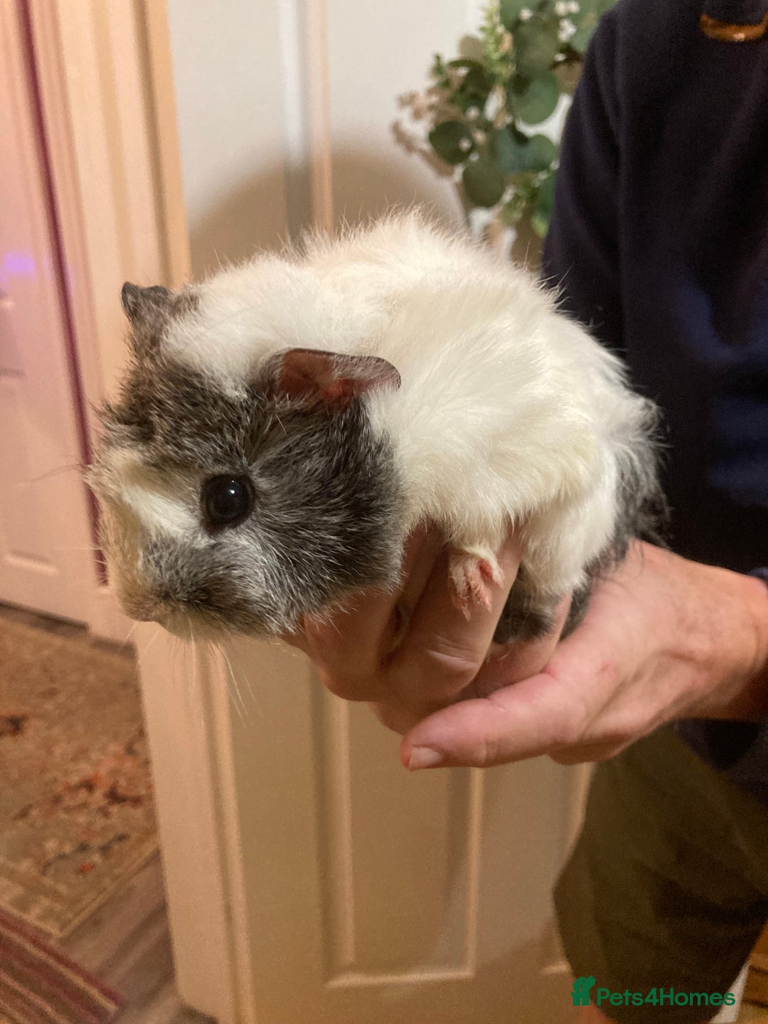 Guinea Pig rodents for sale: 5 gorgeous female Guinea pigs for sale - Advert 8