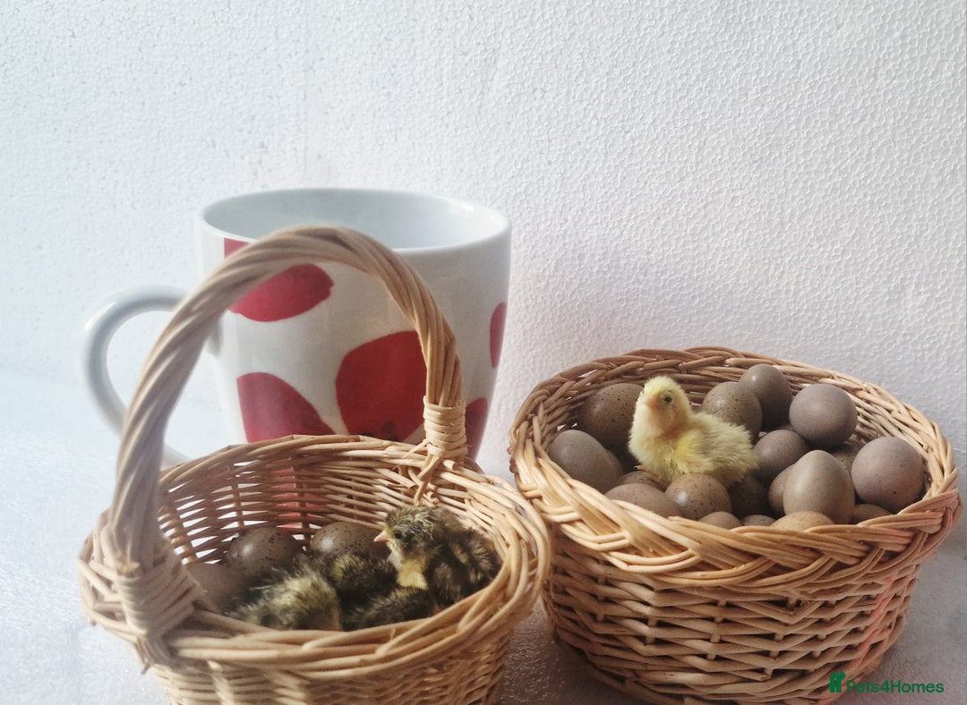 Quail poultry for sale: Chinise painted quail  - Image 8
