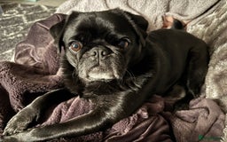 Pug dogs for sale: Beautiful loving Kind Pug. We will travel to you.  - Image 6