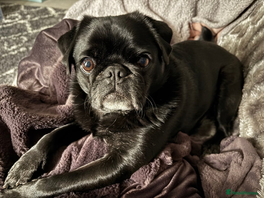 Pug dogs for sale: Beautiful loving Kind Pug. We will travel to you.  - Image 6