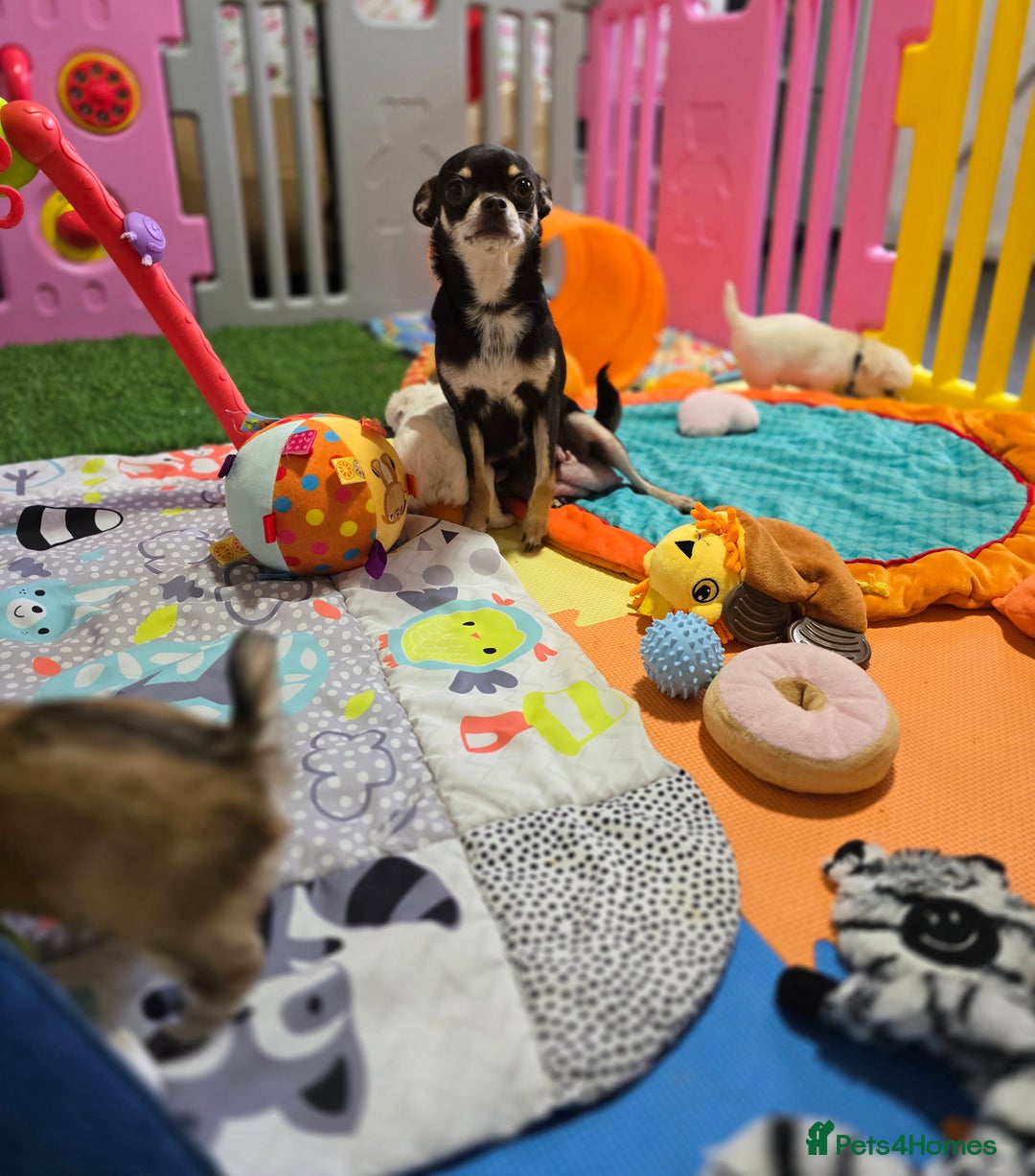 Mixed Breed dogs for sale: F1 Malchi puppys from health tested parents  - Image 13