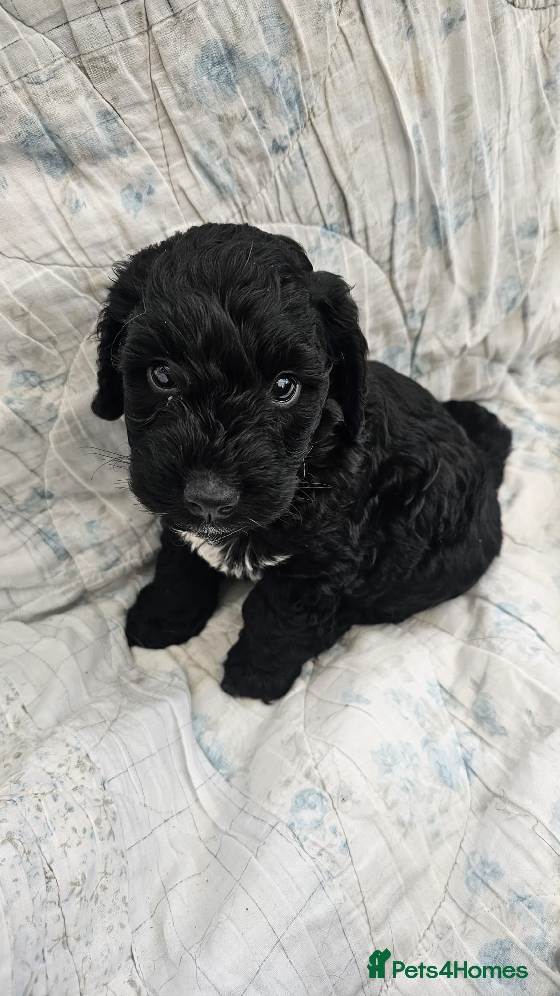 Cockapoo dogs F 1 show, cockapoo puppies.READY TO GO - Advert 14