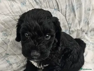 Cockapoo dogs F 1 show, cockapoo puppies.READY TO GO - Advert 14