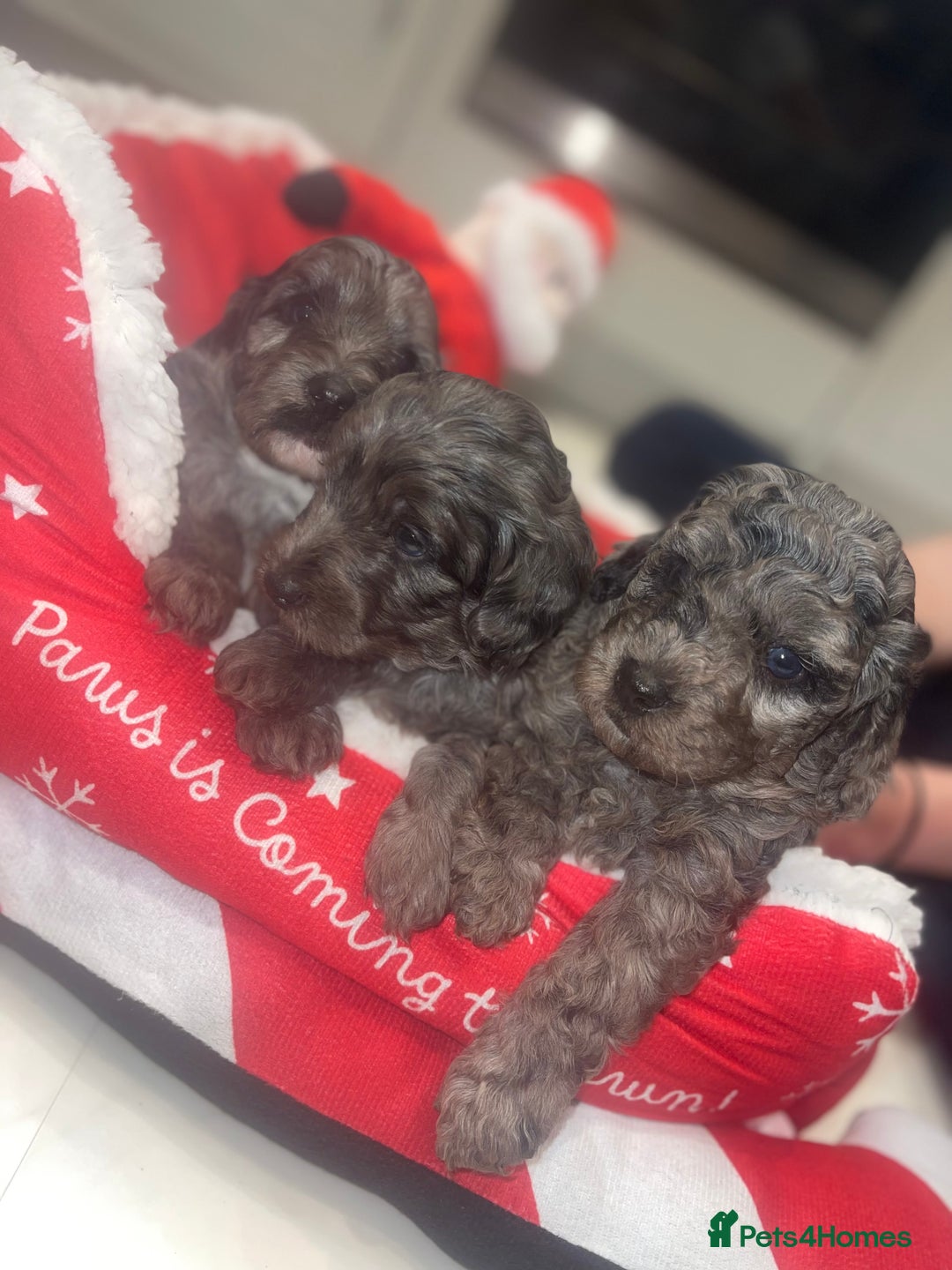 Cockapoo dogs for sale: Cockerpoo FB1 ready to leave  **  Eve  - Advert 5