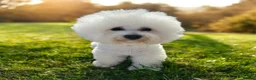 Bichon Frise dogs for stud: KC Registered Bichon Frise for Stud  - Advert 1