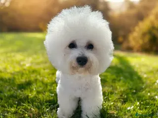 Bichon Frise dogs KC Registered Bichon Frise for Stud - Advert 3