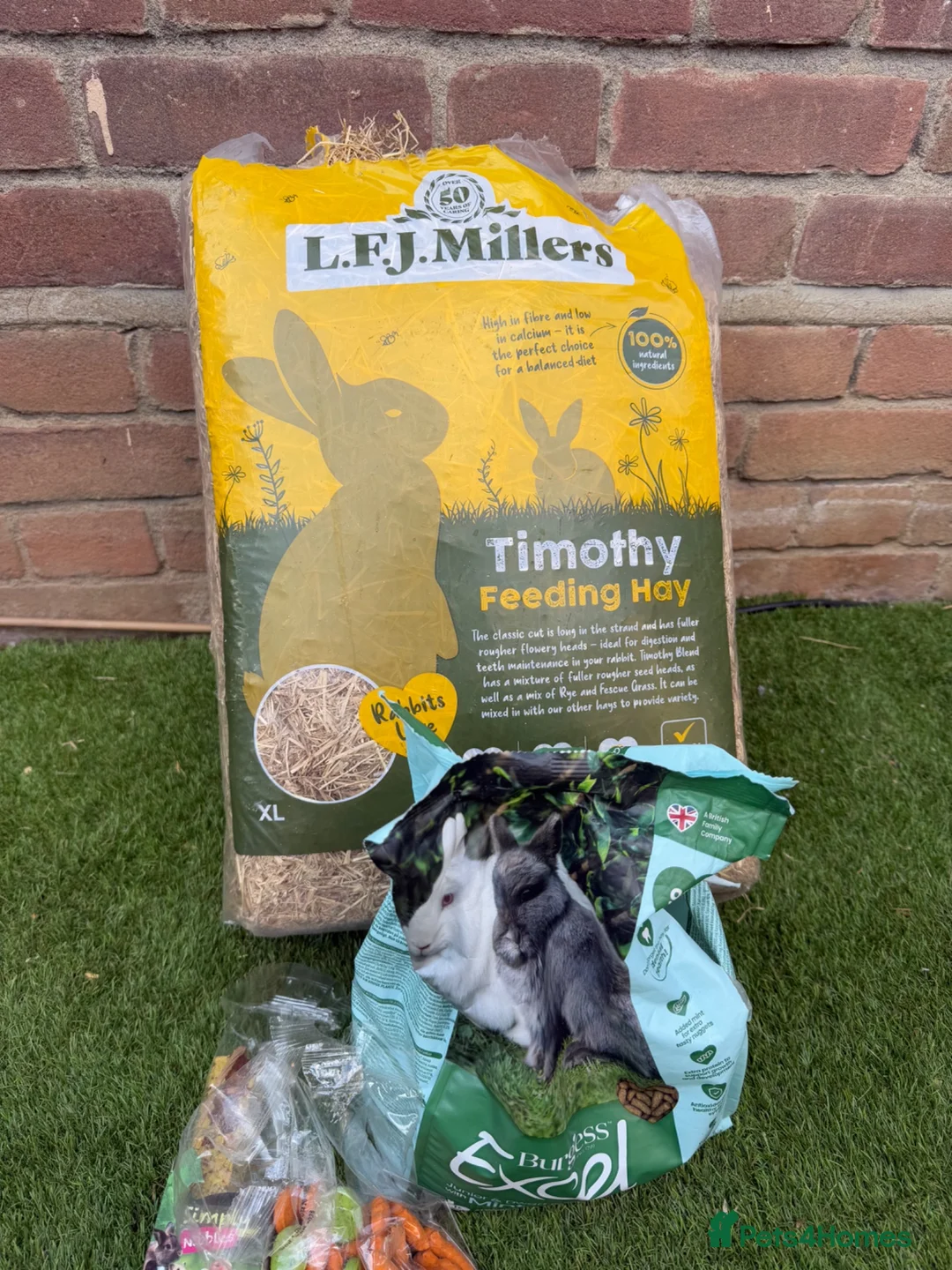 French Lop rabbits for sale: PEDIGREE FRENCH LOP WITH ACCESSORIES  - Advert 6